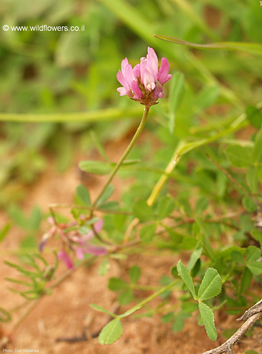 Trifolium glanduliferum